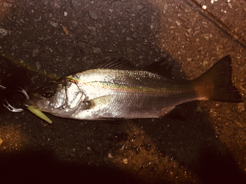 シーバスの釣果