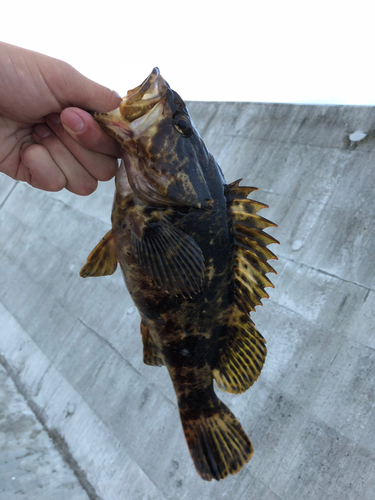 タケノコメバルの釣果