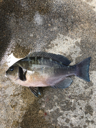 メジナの釣果