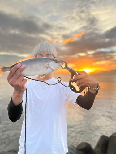 ショゴの釣果