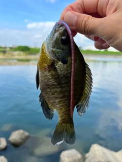 ブルーギルの釣果