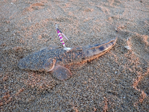 マゴチの釣果