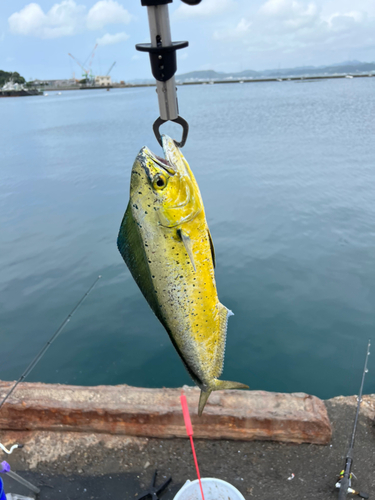 シイラの釣果