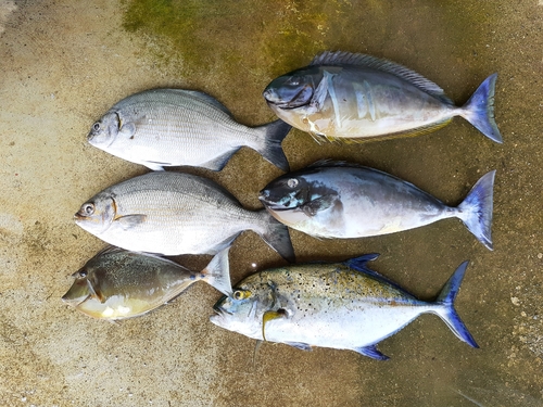 イズスミの釣果