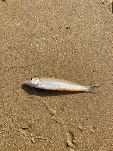 キスの釣果