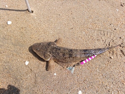 マゴチの釣果