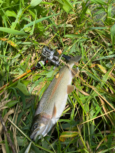 ニジマスの釣果