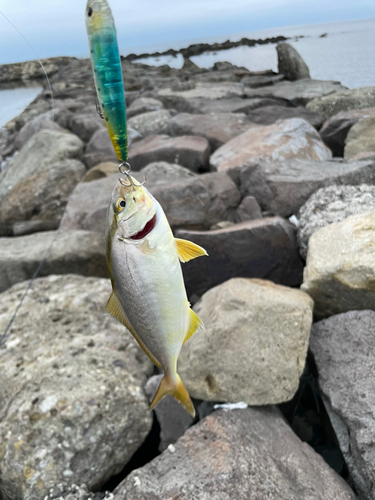 カンパチの釣果