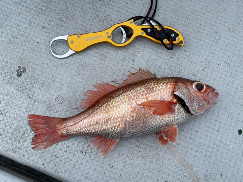 アカムツの釣果