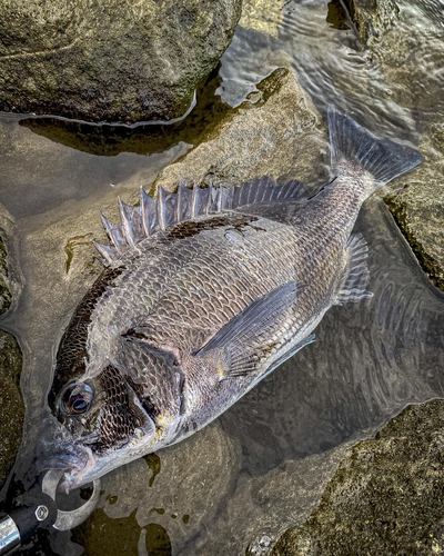 チヌの釣果