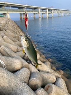 ツバスの釣果