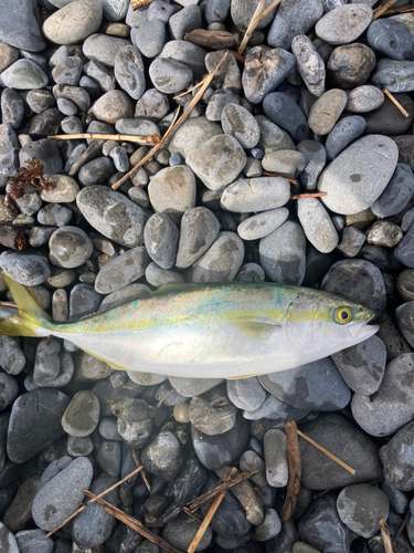 ワカシの釣果