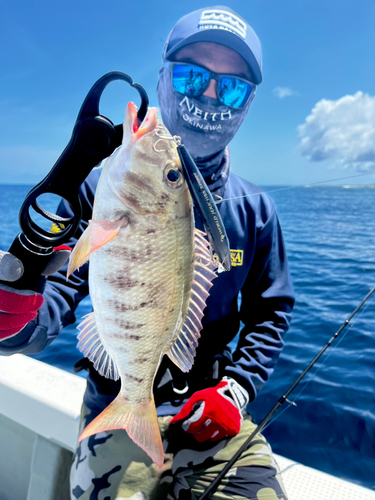 クチナジの釣果