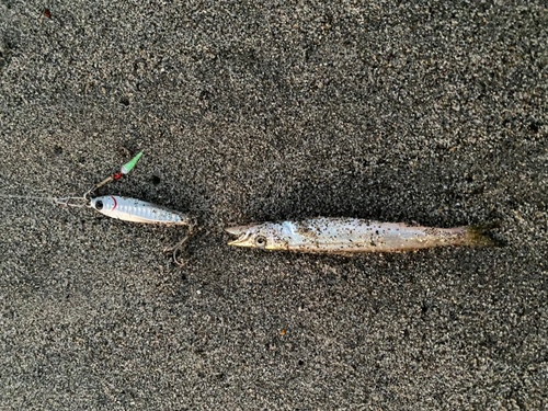 カマスの釣果