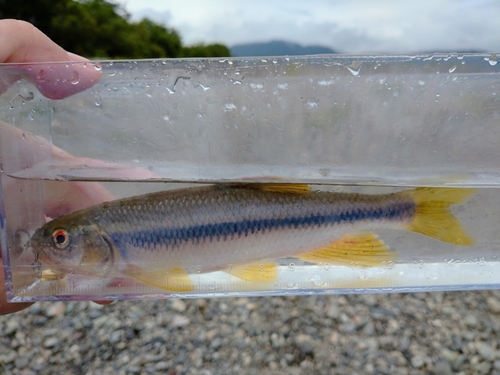 カワムツの釣果