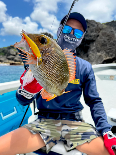 クチナジの釣果