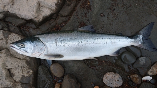 カラフトマスの釣果