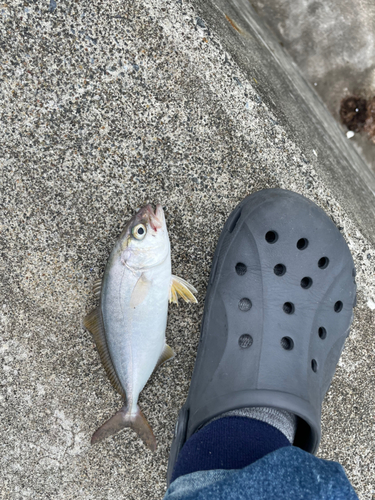 ショゴの釣果