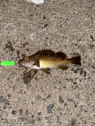 オウゴンムラソイの釣果