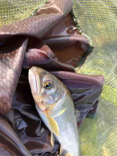 アユの釣果