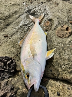 ショゴの釣果