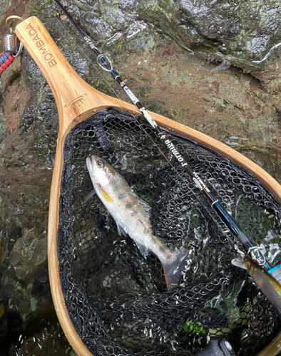 アマゴの釣果