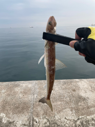 エソの釣果