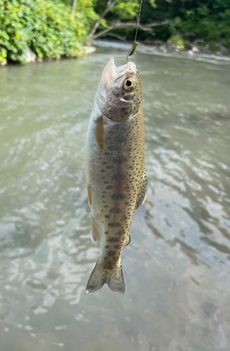 ニジマスの釣果