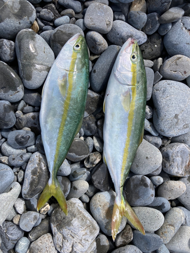 ワカナゴの釣果