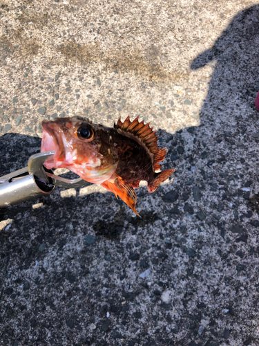 カサゴの釣果