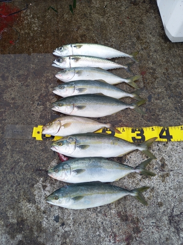 カンパチの釣果