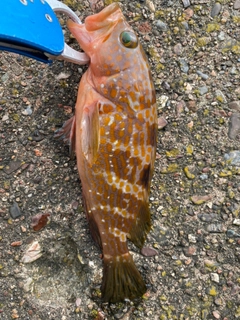 アコウの釣果