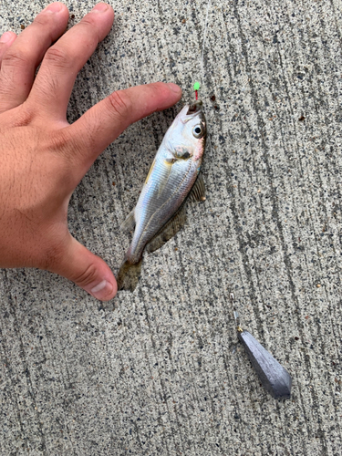 イシモチの釣果