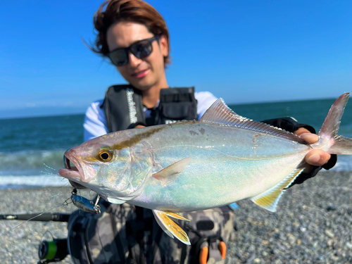 ショゴの釣果