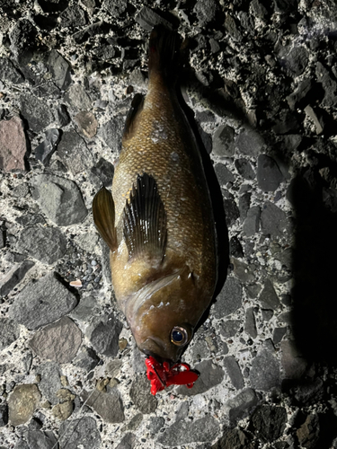 エゾメバルの釣果