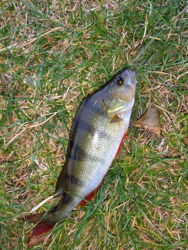 ヨーロピアンパーチの釣果