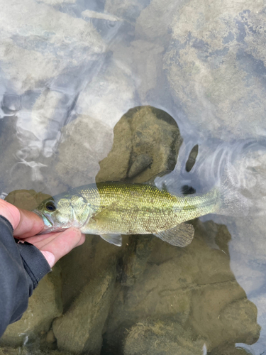 ラージマウスバスの釣果