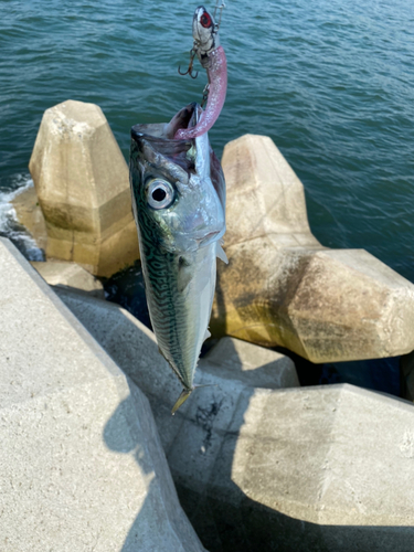 サバの釣果