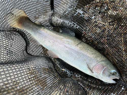 ニジマスの釣果