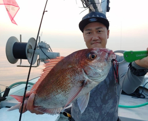 マダイの釣果