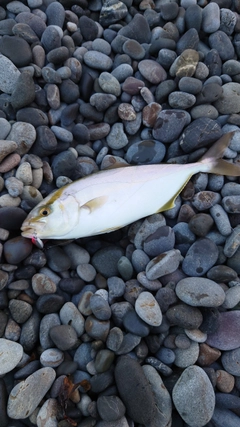 シオの釣果