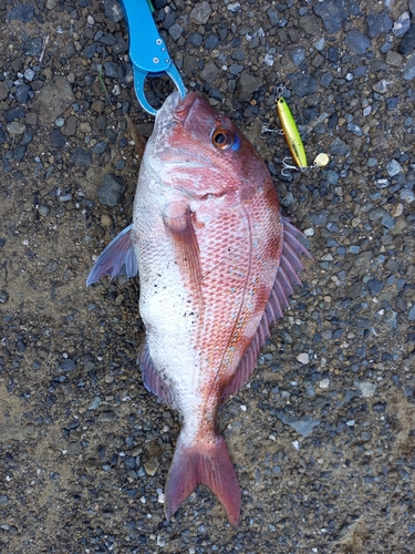 タイの釣果