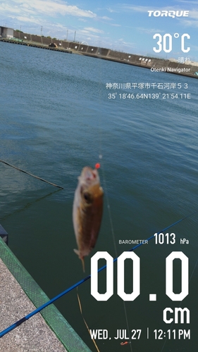 アジの釣果