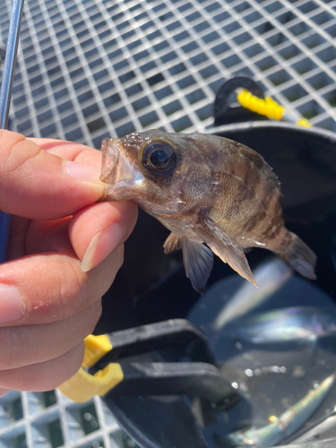 アカメバルの釣果