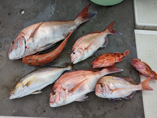 タイの釣果