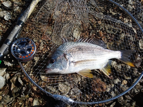 キビレの釣果