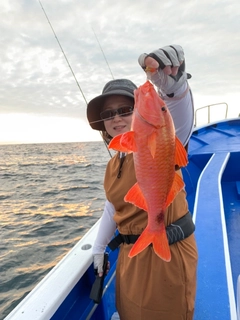 ヒメジの釣果