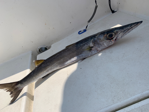 オオメカマスの釣果