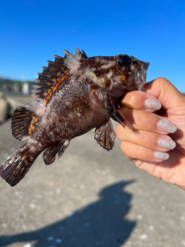 ハチガラの釣果