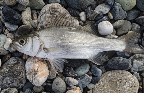 セイゴ（ヒラスズキ）の釣果